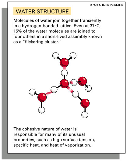 Adjacent Water Molecules 121